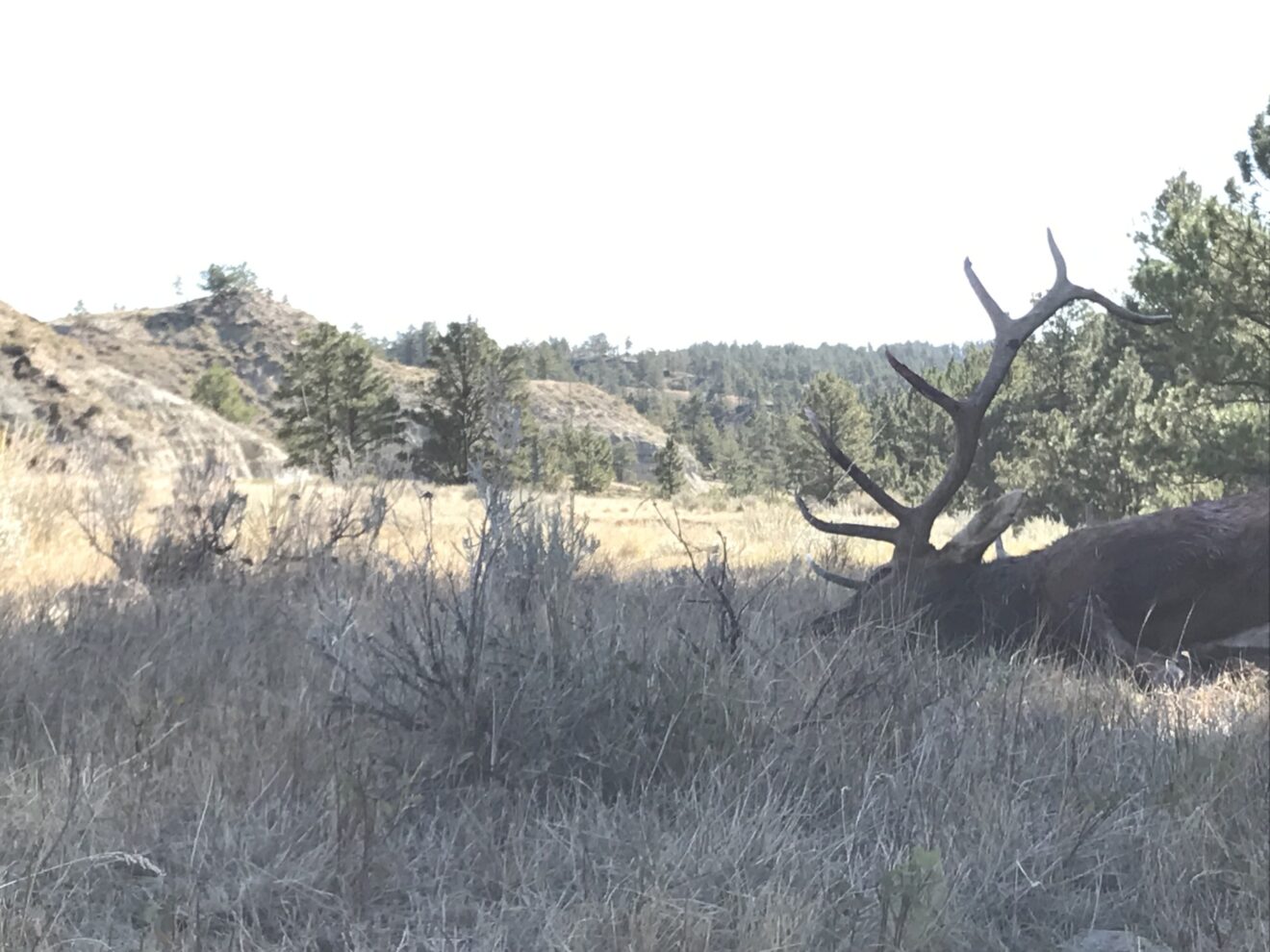 Elk Paradise Trophy Ranches