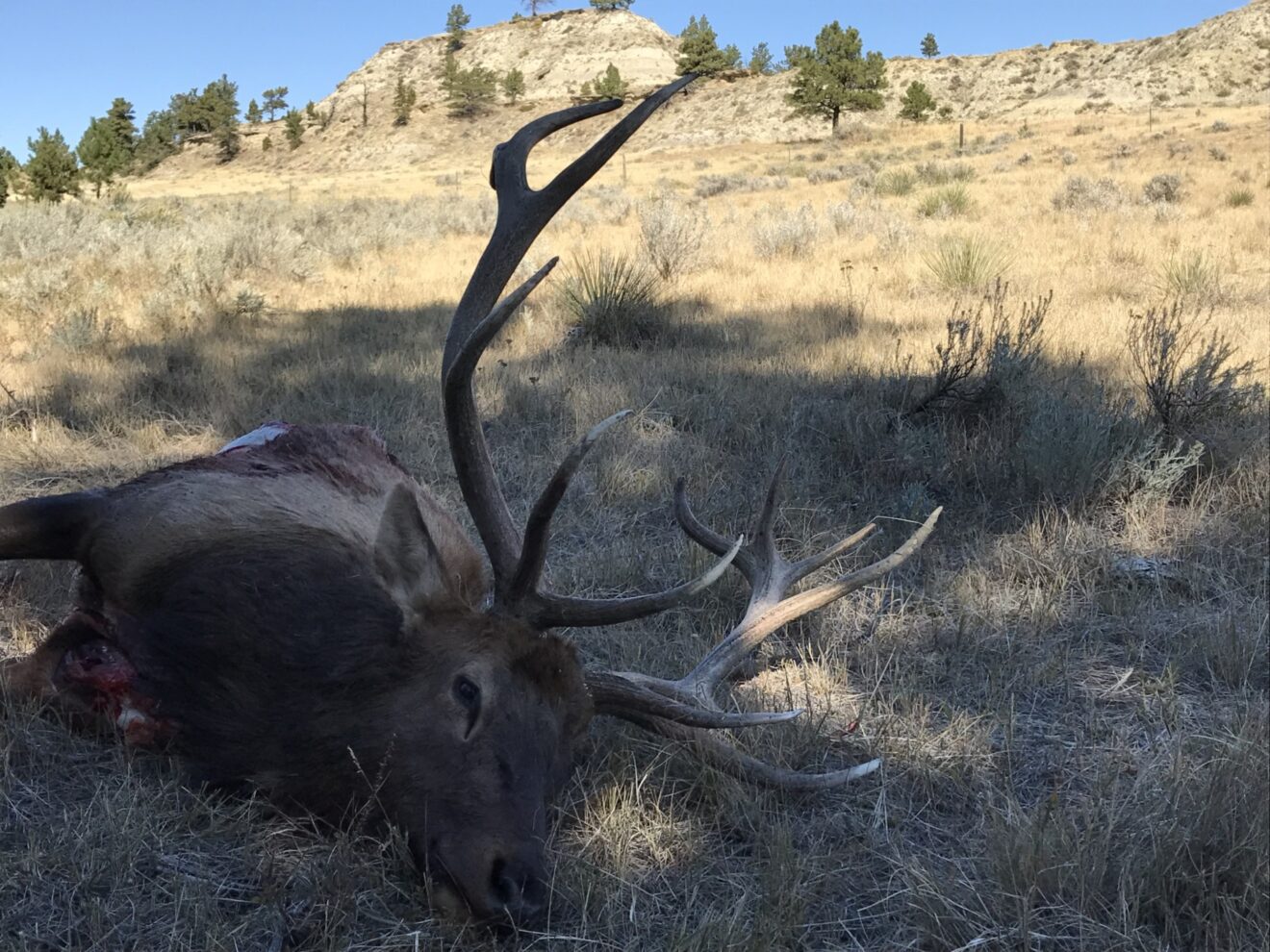 Elk Paradise Trophy Ranches