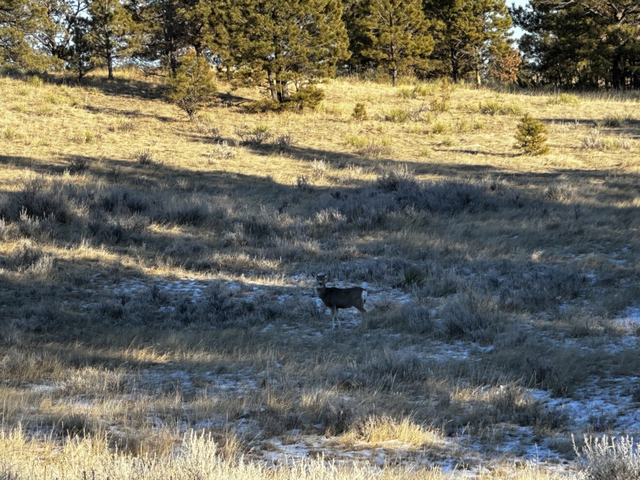 Elk Paradise Trophy Ranches