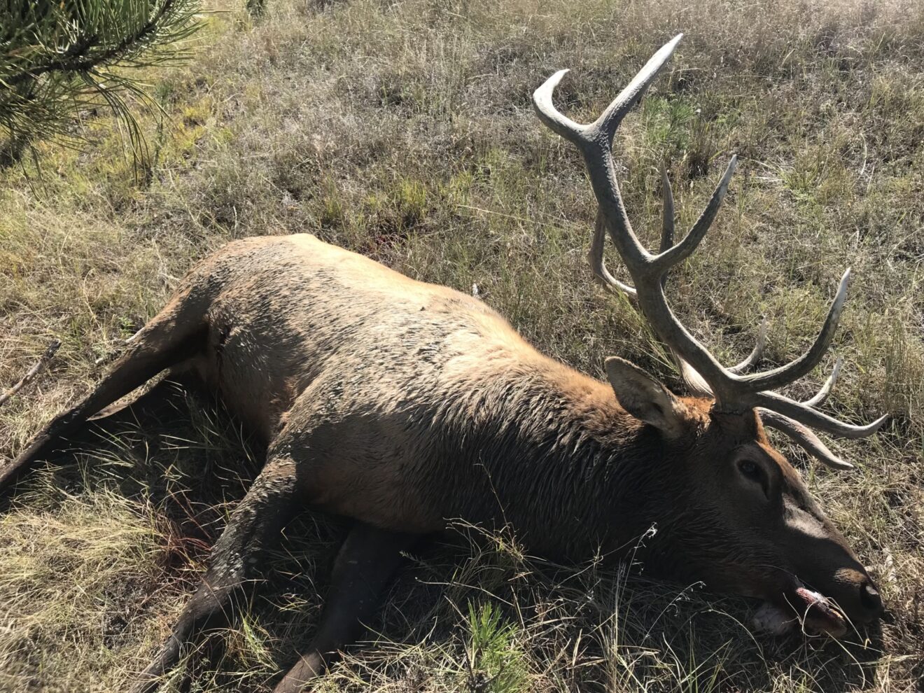 Elk Paradise Trophy Ranches