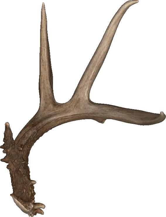 Whitetail Deer shed antler Trophy Vault