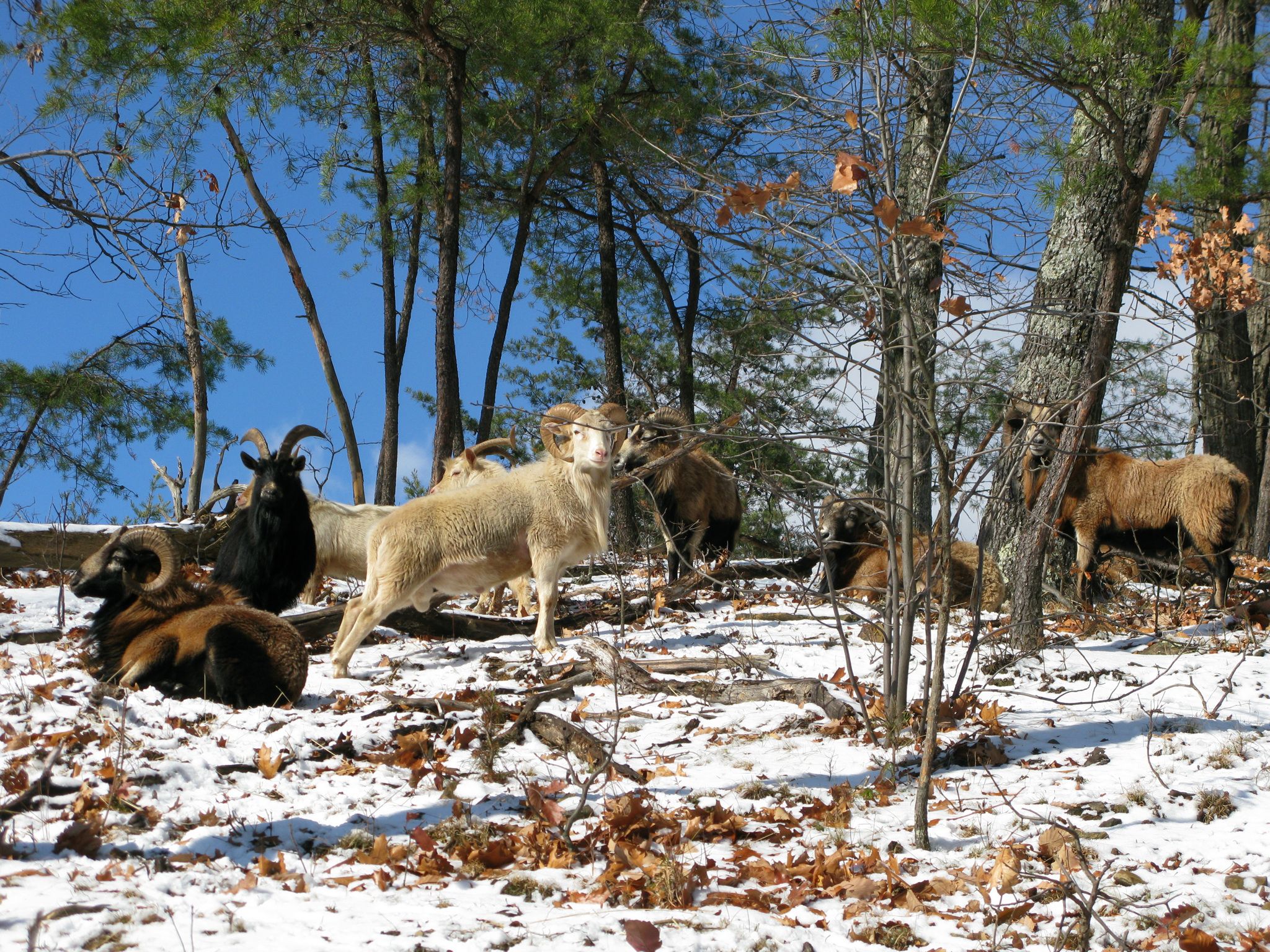 Home Trophy Whitetail Hunts