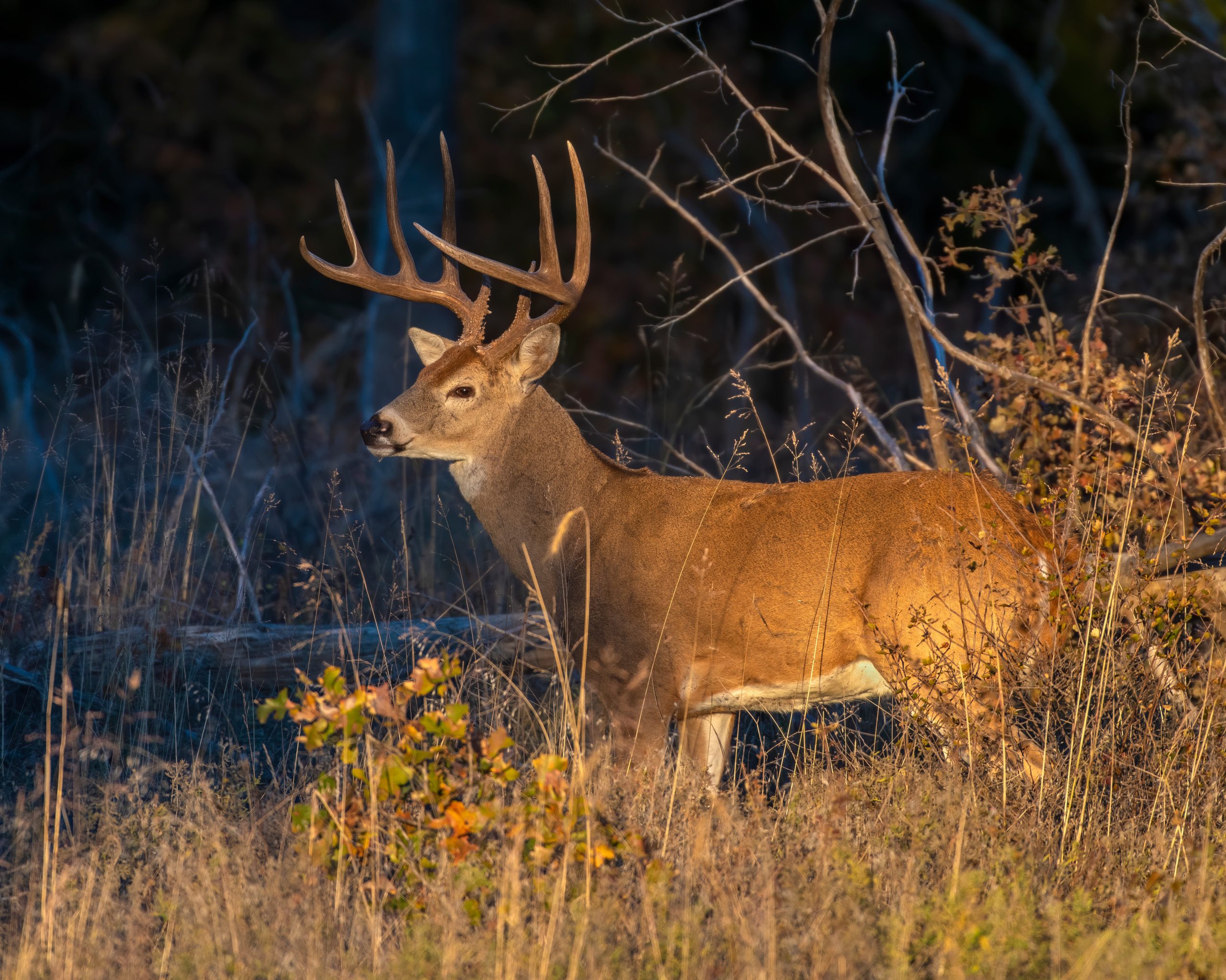 Home Trophy Whitetail Hunts