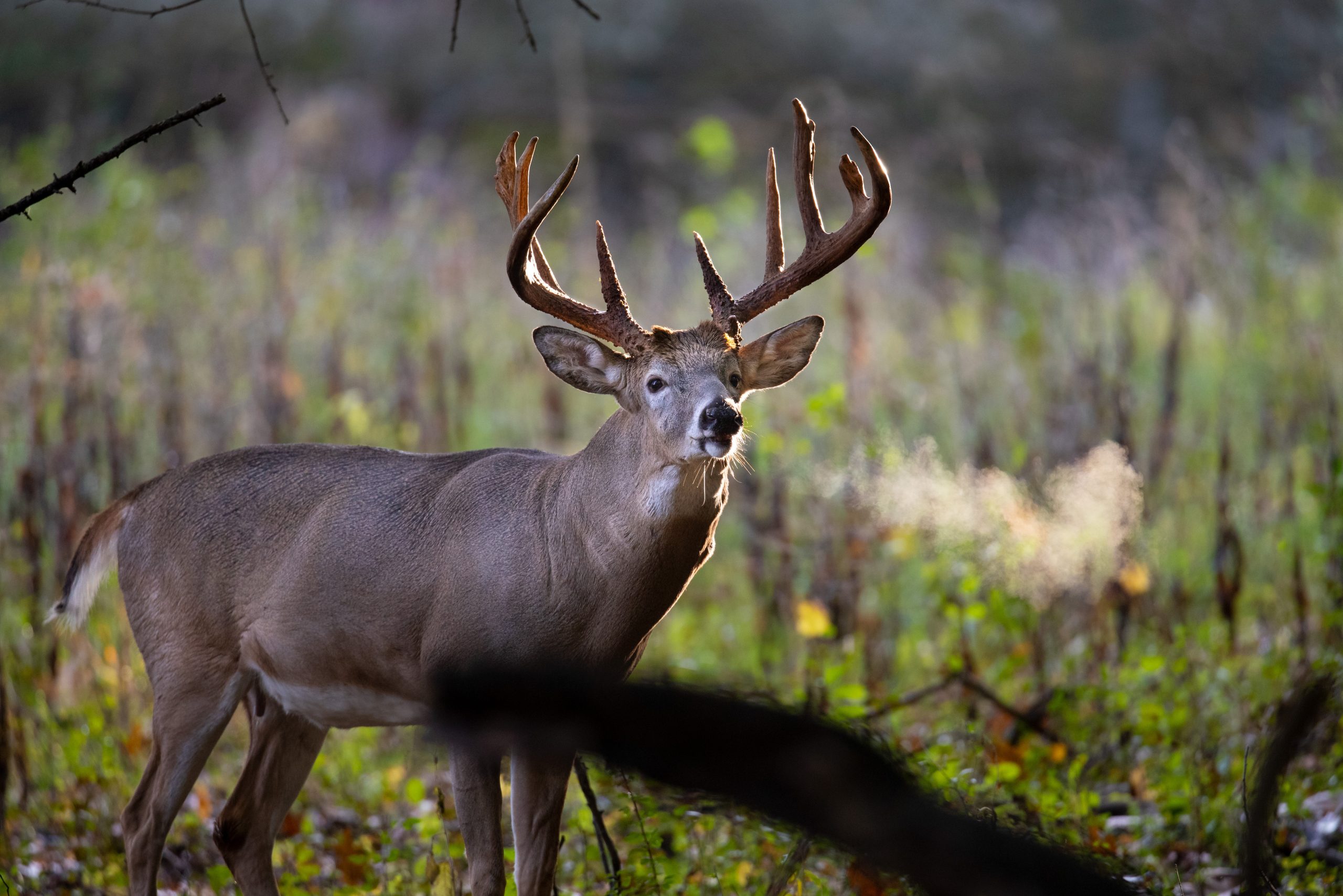 Home Trophy Whitetail Hunts