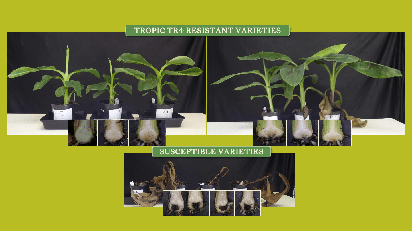 Empowering Growers Against Banana Panama Disease Tropic