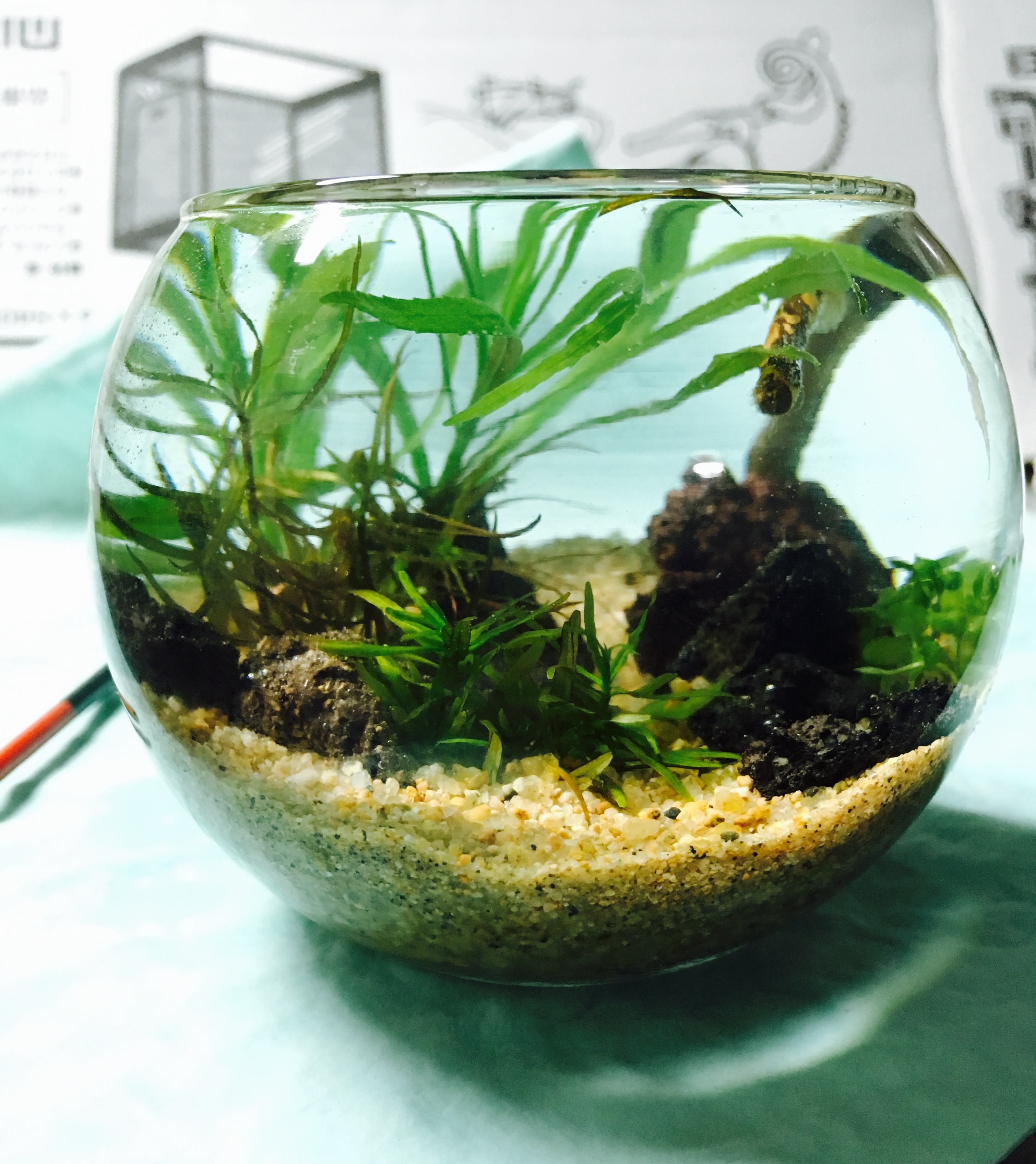 【写真で解説】ボトルアクアリウムの作り方！ トロピカ