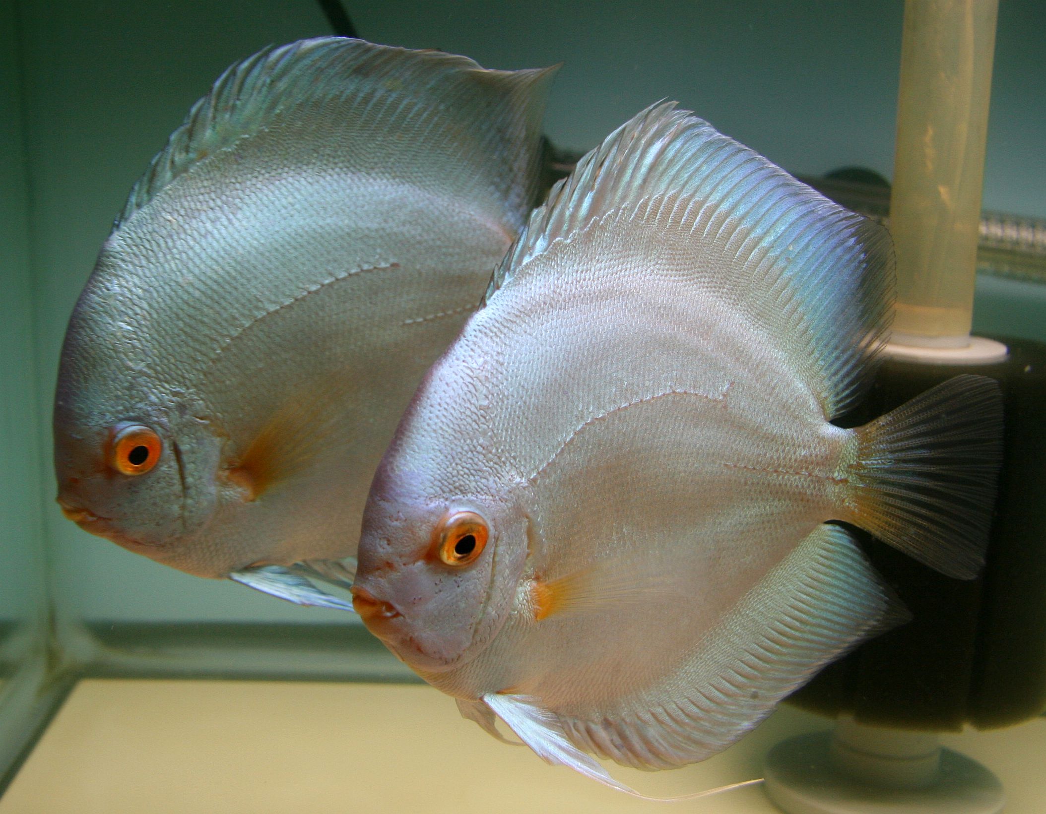 White Diamond Discus (Symphysodon sp.) Tropical Fish Keeping
