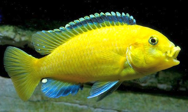 Electric Yellow Cichlid (Labidochromis caeruleus). Tropical Fish Keeping