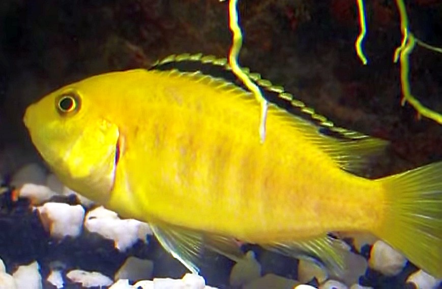 Electric Yellow Cichlid (Labidochromis caeruleus) Tropical Fish Keeping