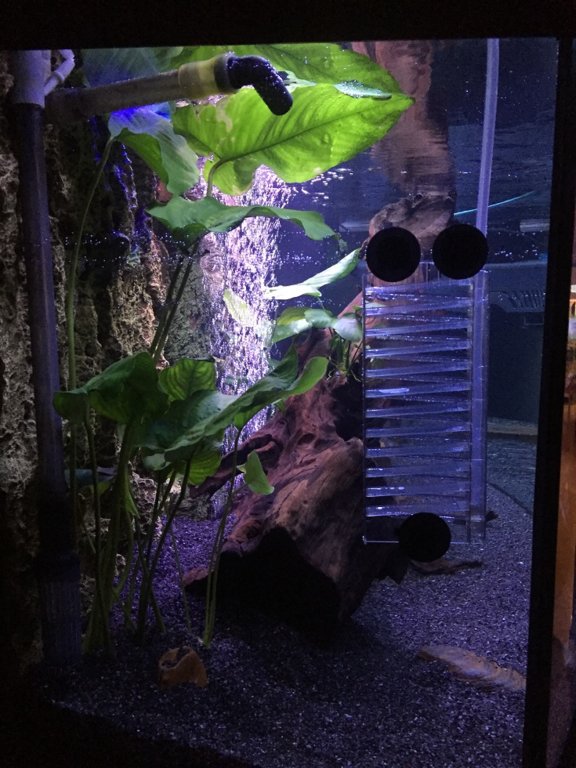 Plants for Discus Tank Tropical Aquariums SA