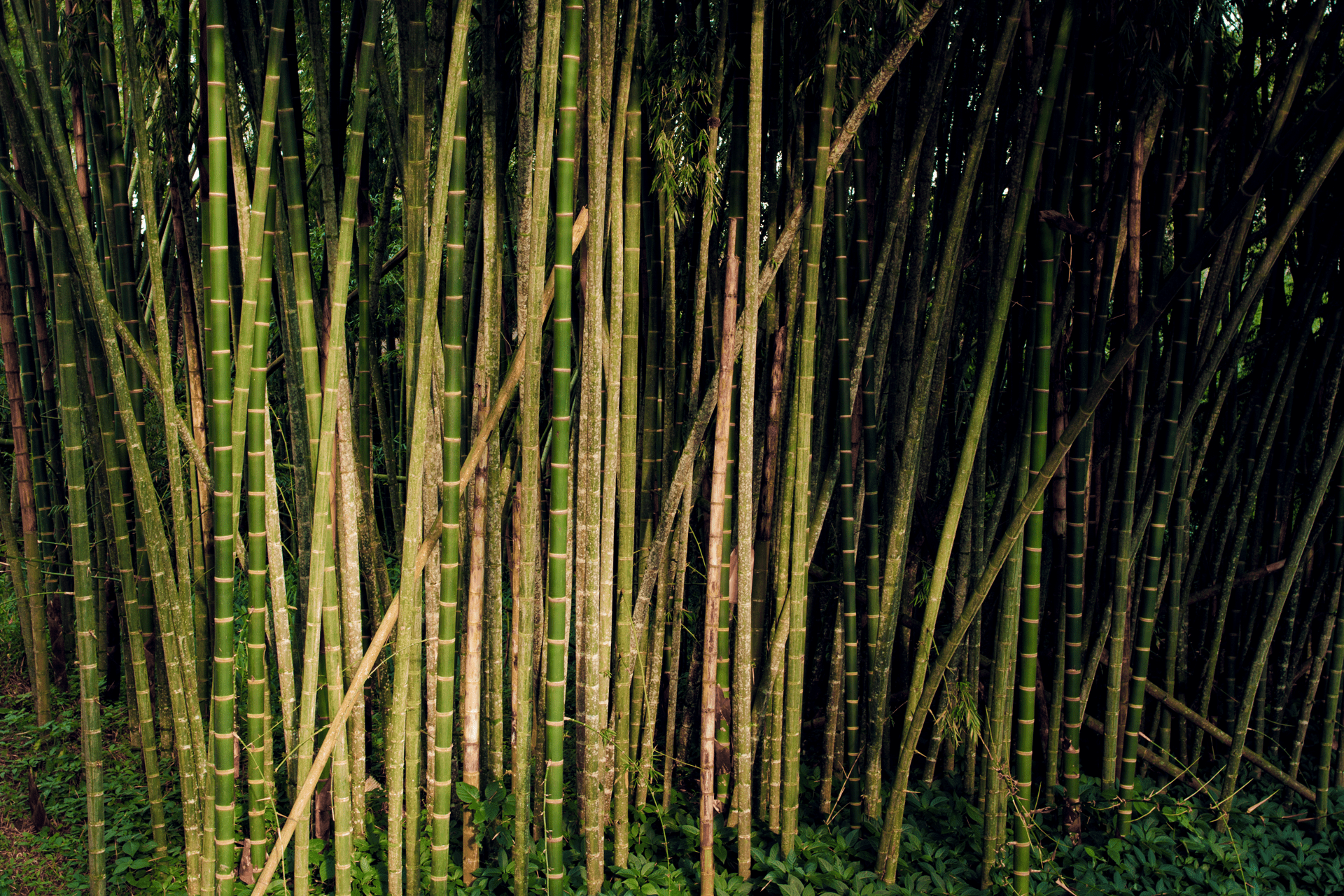 Guadua el 'acero vegetal' abundante y de rápido