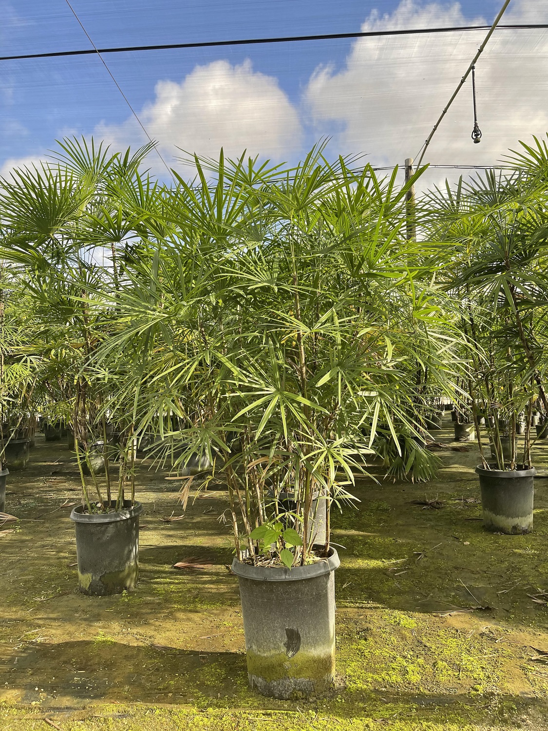 Tropical Plants for Sale & Lease Connecticut