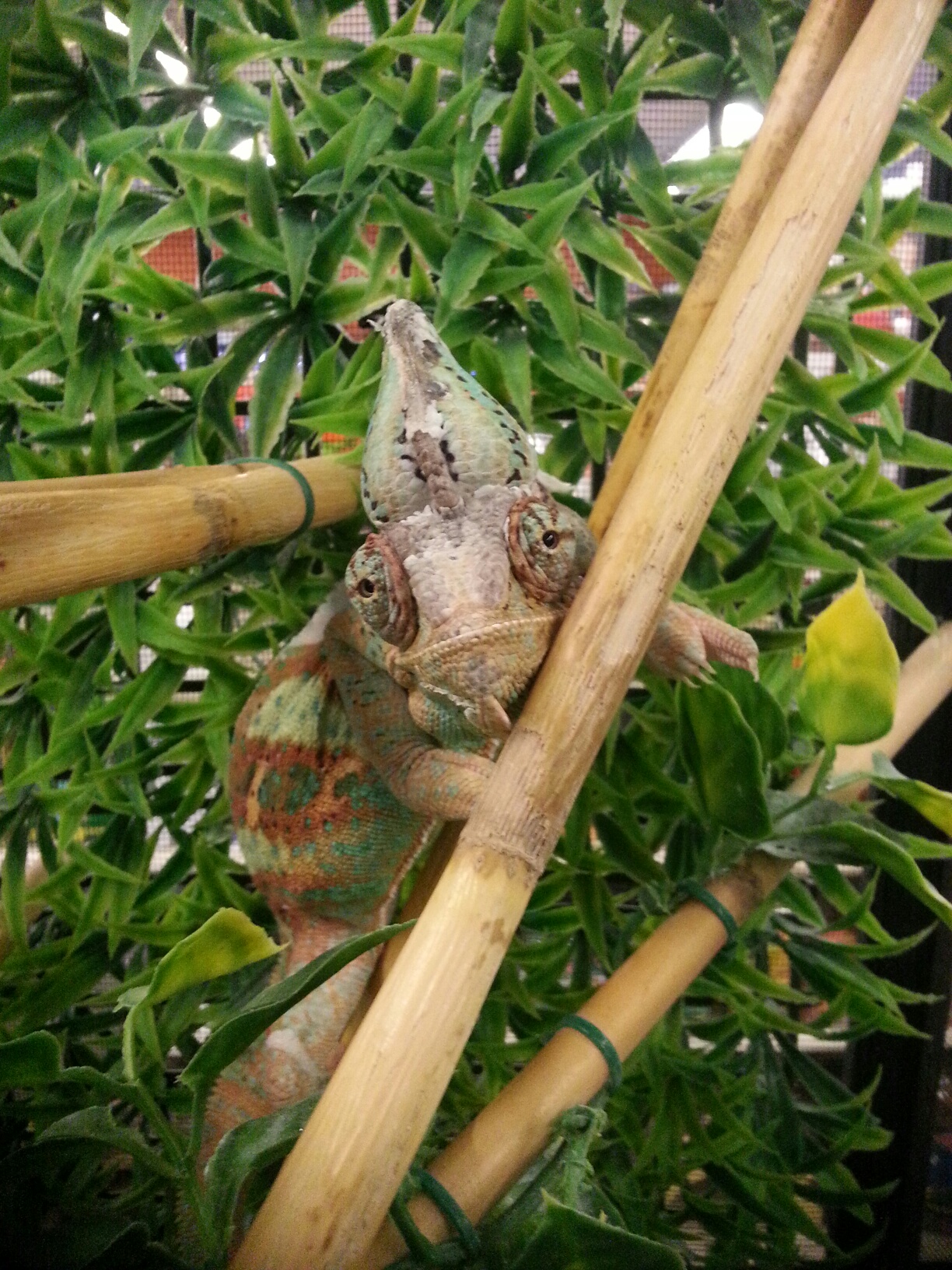 Exotic Pet Store Tucson Best 30 Pet Stores With Hedgehogs In Tucson