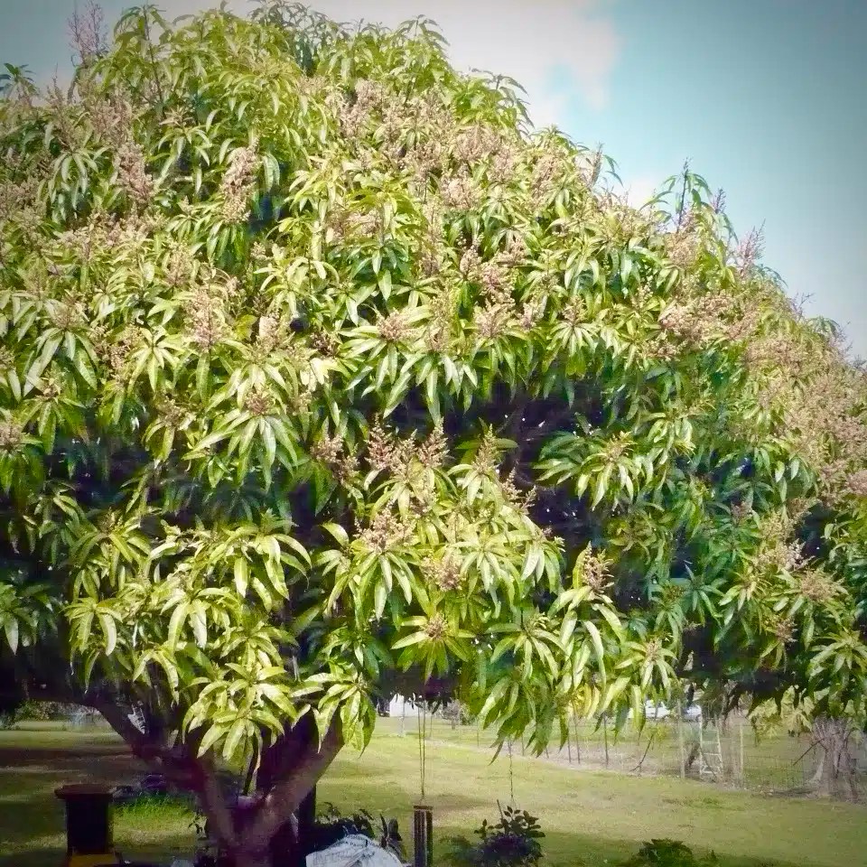 Grafted mango keitt (mangifera) tropical big live fruit tree 3’4’ tall