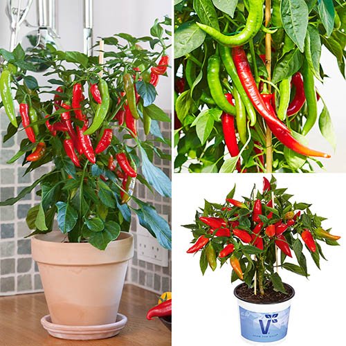 How To Grow Chilli Plants Faster Tropical Plant Guy