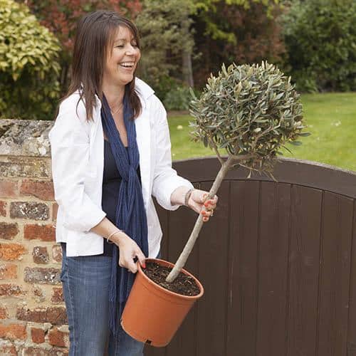 Olive trees for sale UK Find cheap olive trees to buy online