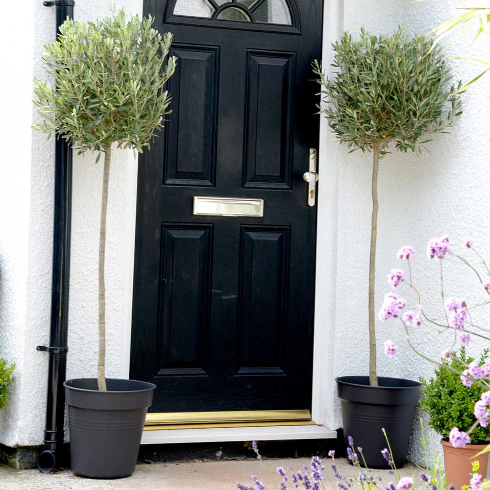 Olive trees for sale UK Find cheap olive trees to buy online