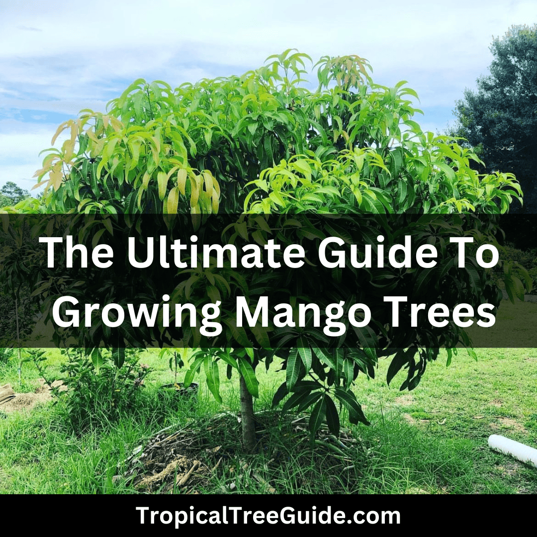 The Ultimate Guide to Growing Mango Trees