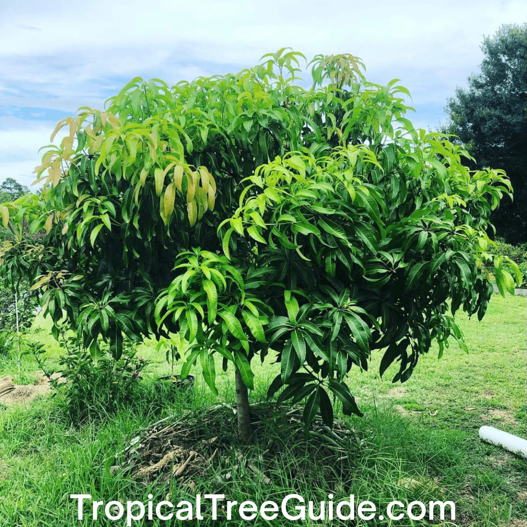 The Ultimate Guide to Growing Mango Trees