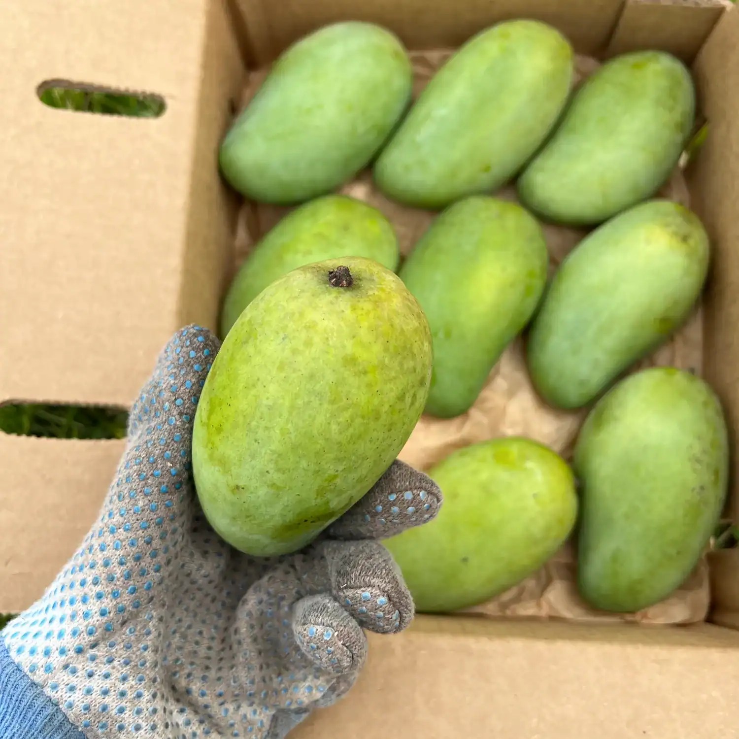 Okrung Mango Grow Guide Tropical Tree Guide