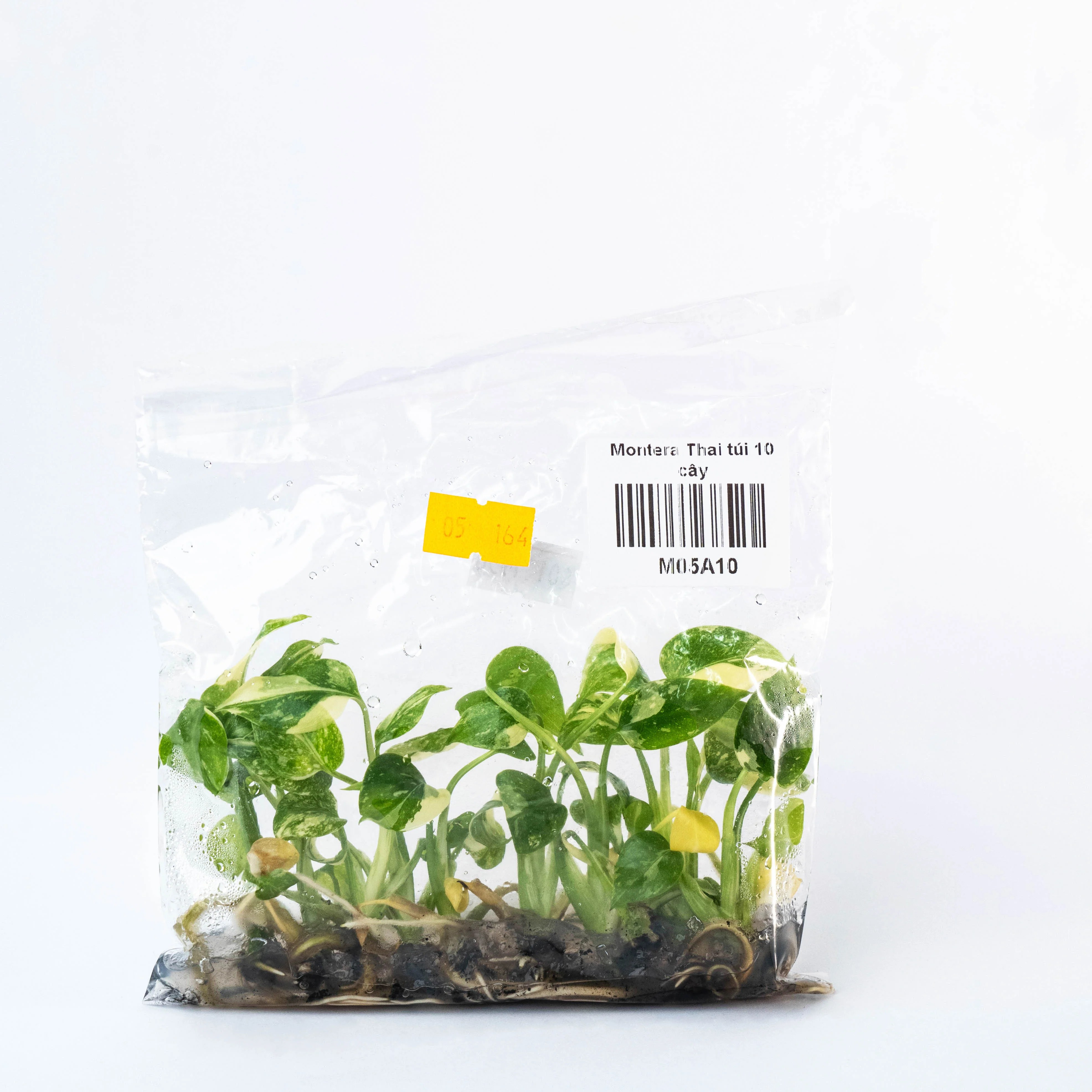 Shop Tissue Culture Exotic Plants Affordable Exotic Plant Tropicflow