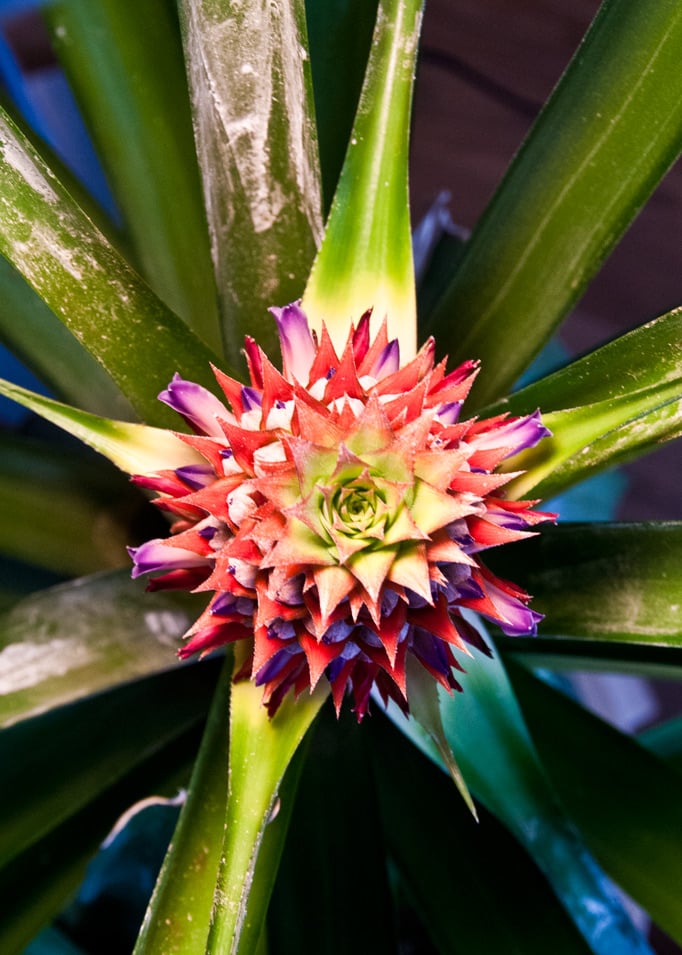 Another pineapple movie... or how to grow your own pineapples at home