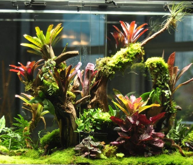 Terrarium Plants Online Shop Tropics Home