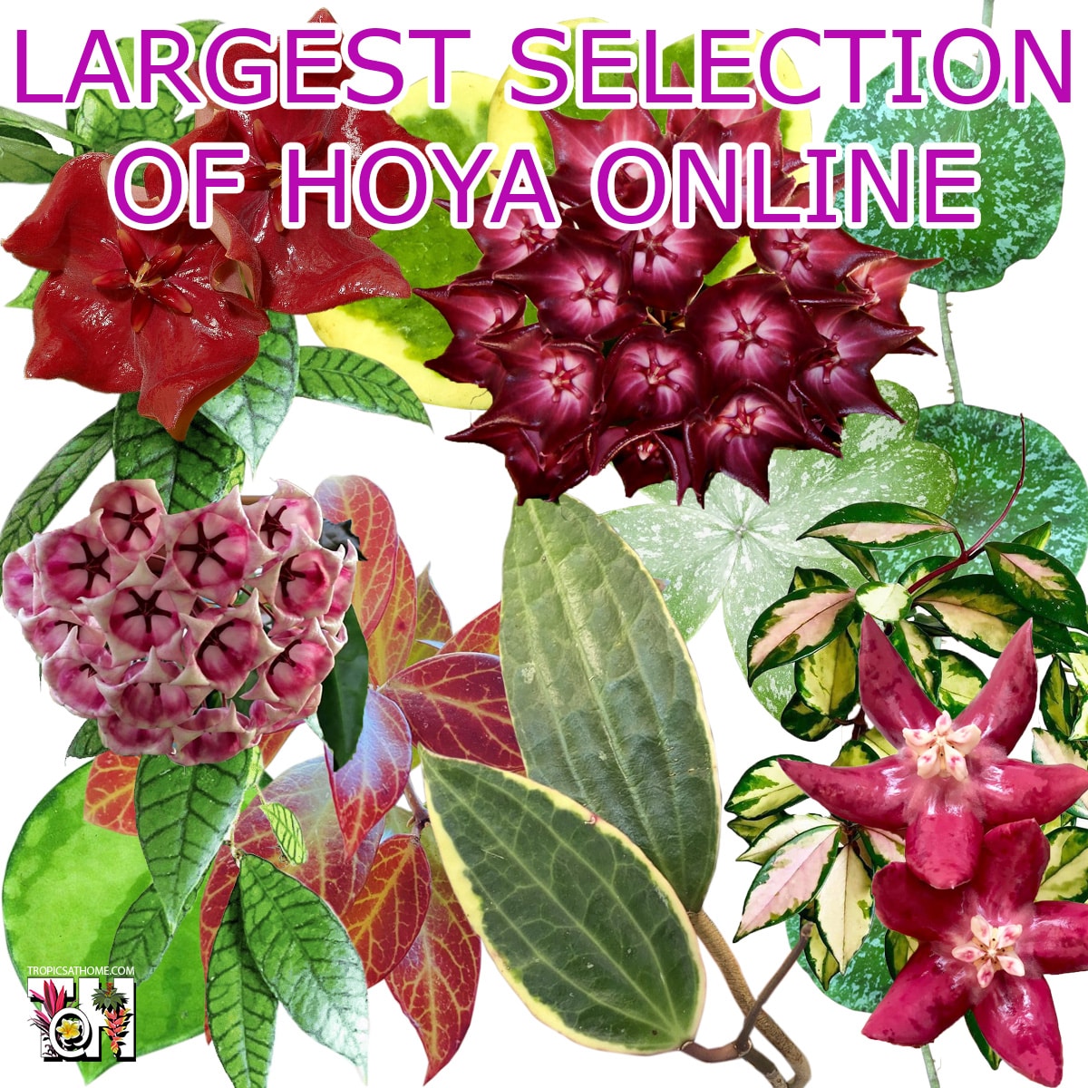 Wholesale Tropical Plants Online Shop Tropics Home