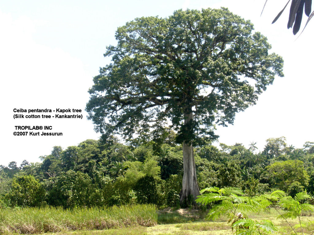 Ceiba Pentandra L. Kapok tree.
