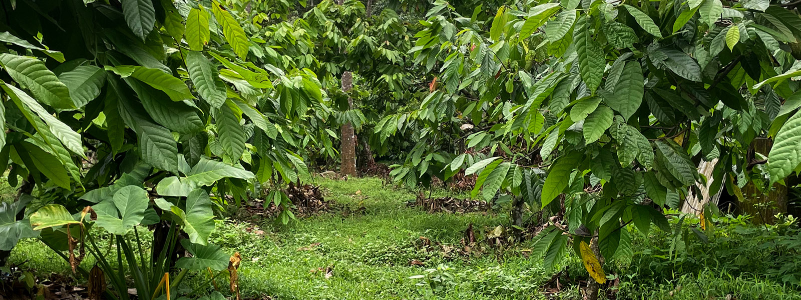 Kerala Chocolate Tour Cocoa Wonderland Adventure with Local Women Artisans