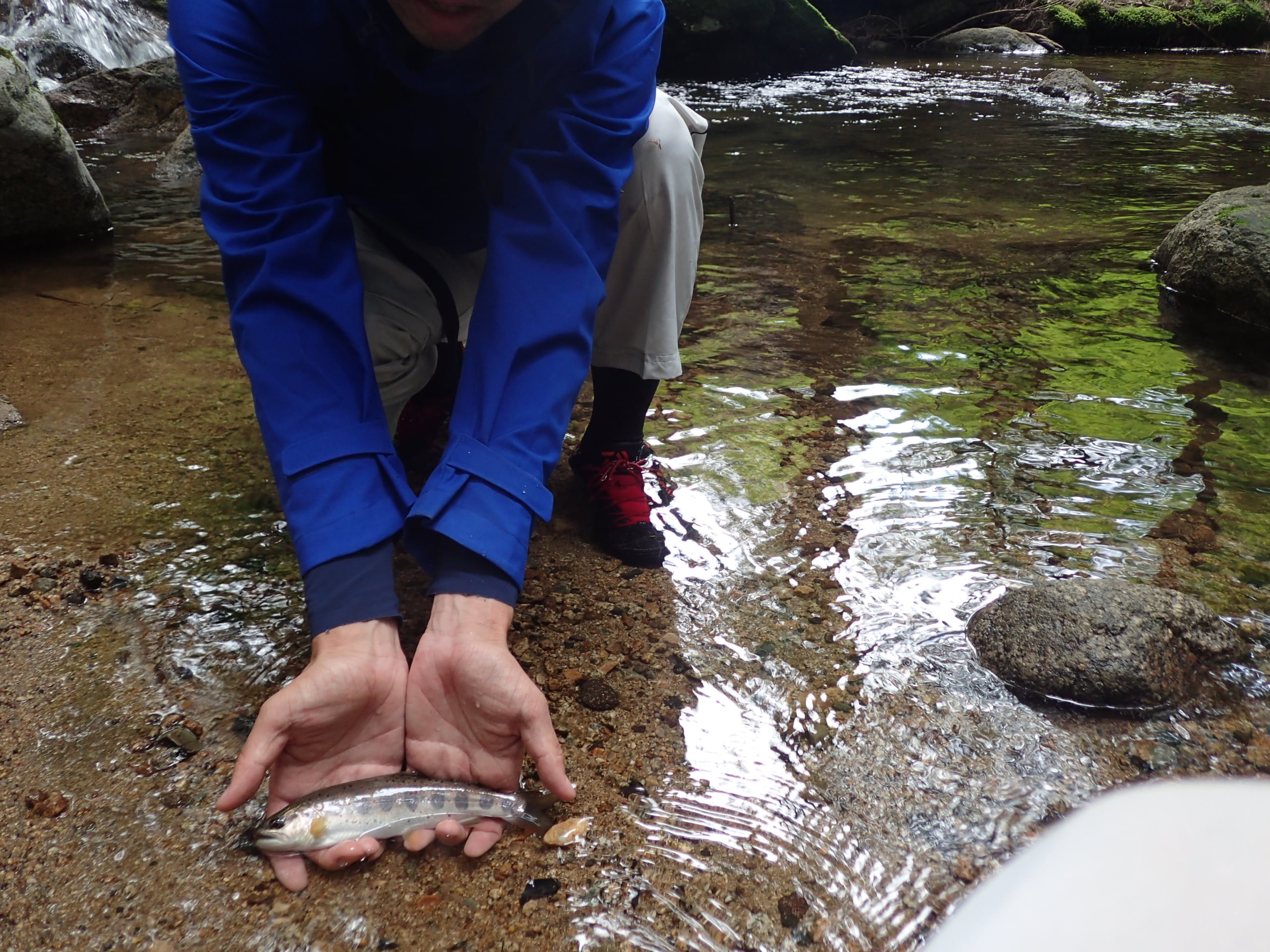 【岡山の吉野川でヤマメ渓流釣り】宍粟市から40分でアマゴ・イワナ釣り 釣れない男の渓流釣りポイント紹介