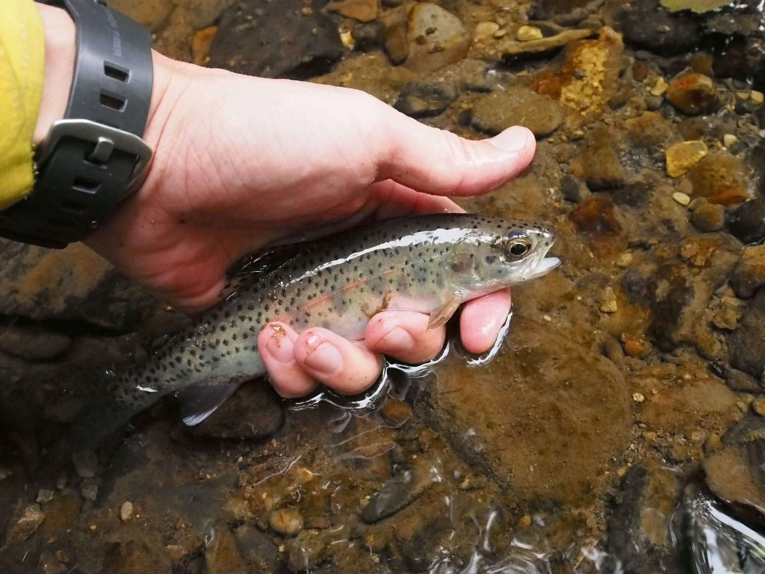 道東・飽別川でニジマス釣り【20年7月北海道トラウト渓流釣り①】 釣れない男の渓流釣りポイント紹介