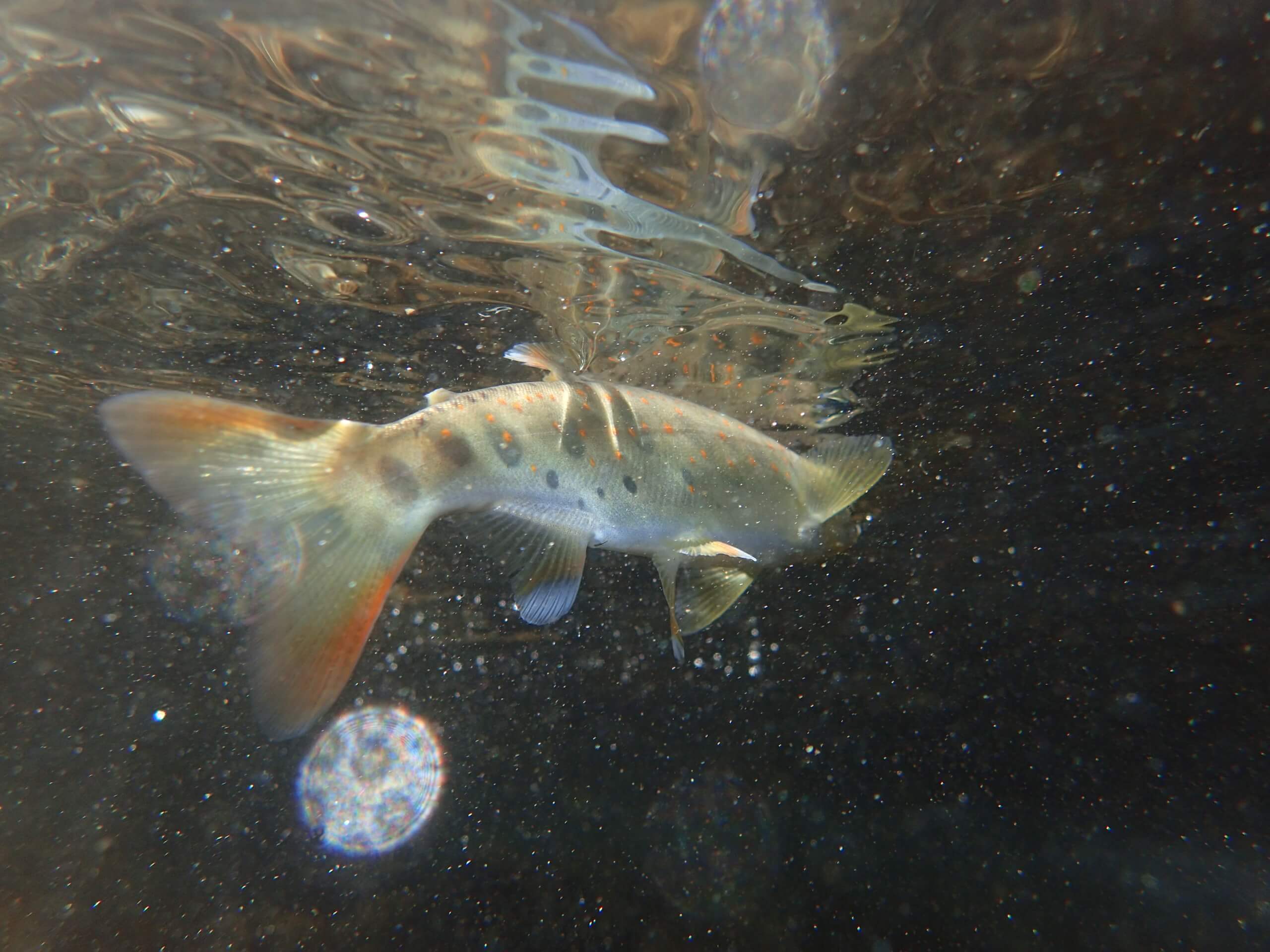 三重渓流ヤマメアマゴ釣り