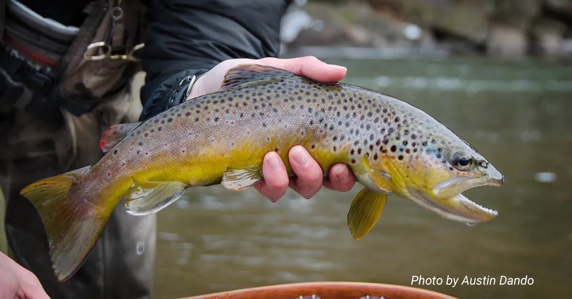 Streamers as an Easy Meal The Old School Streamer Thing Troutbitten