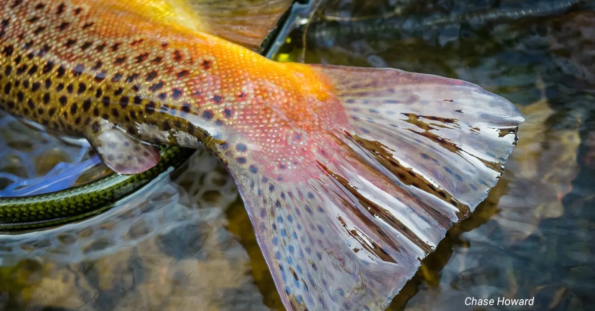 Fifty Fly Fishing Tips 16 You don't need big flies to catch big