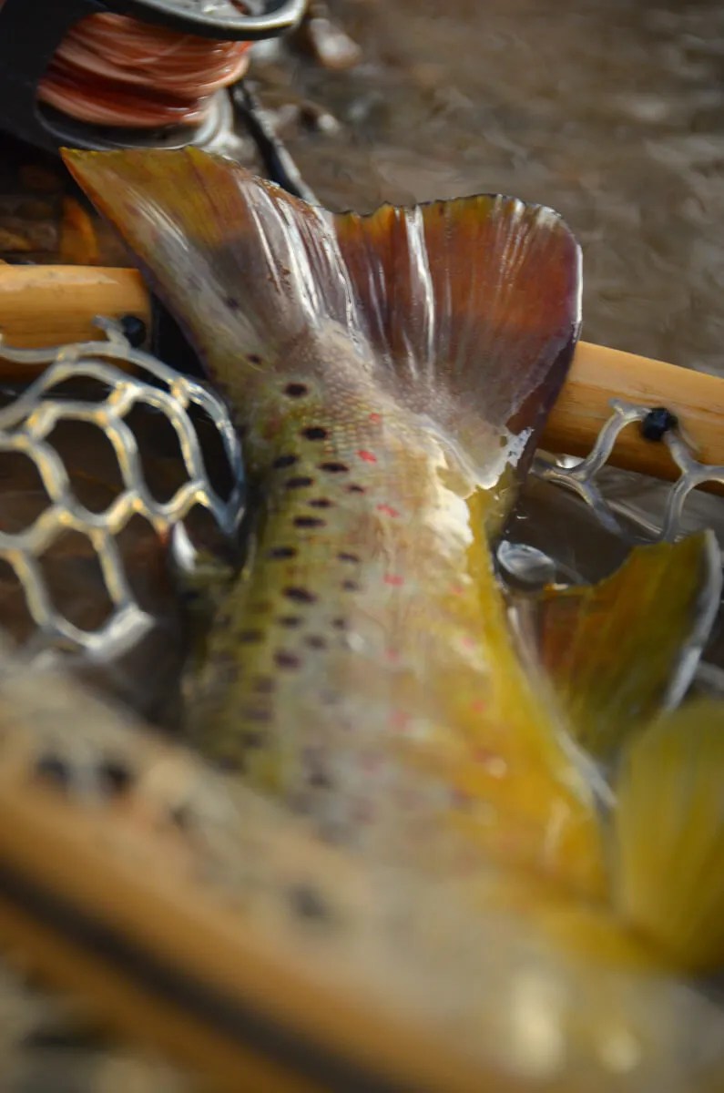 Fly Fishing in the Winter Egg Tips Troutbitten