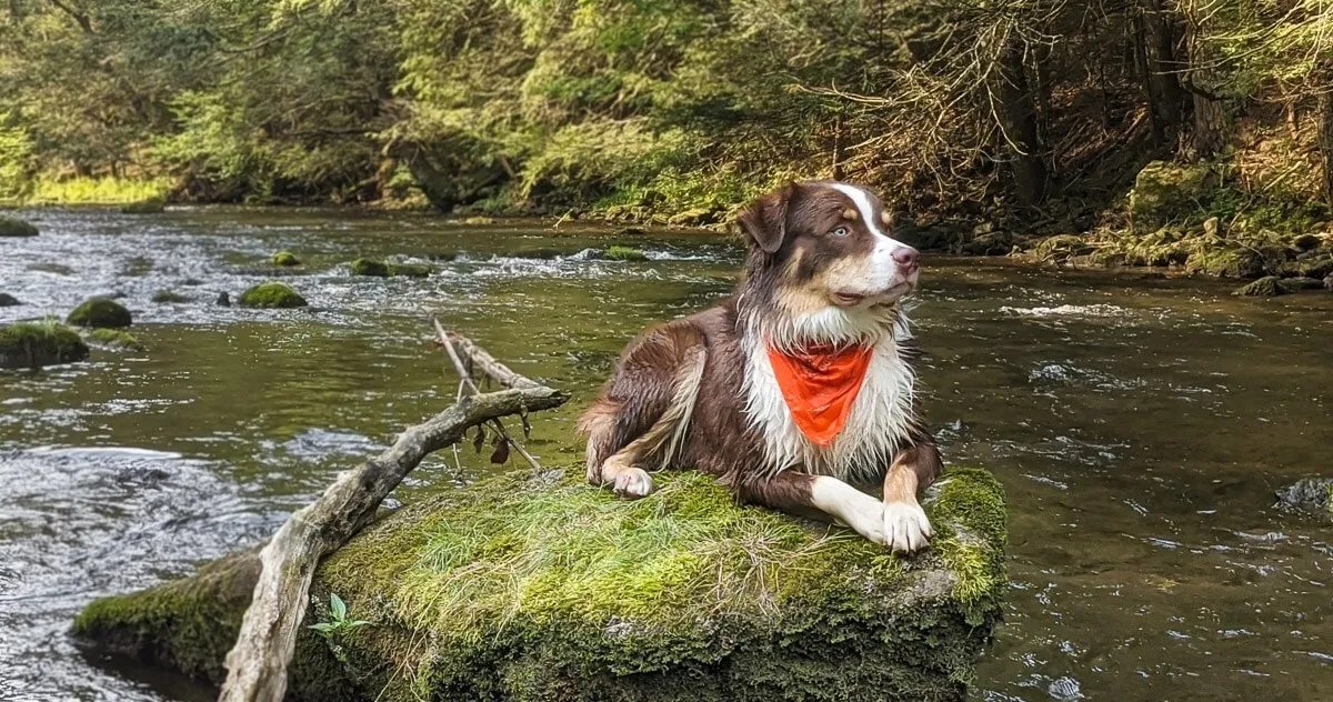 My Fishing Dogs Troutbitten