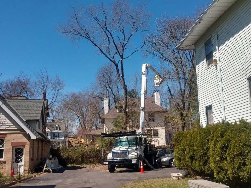 Tree work Gallery Trout Brook Arborists