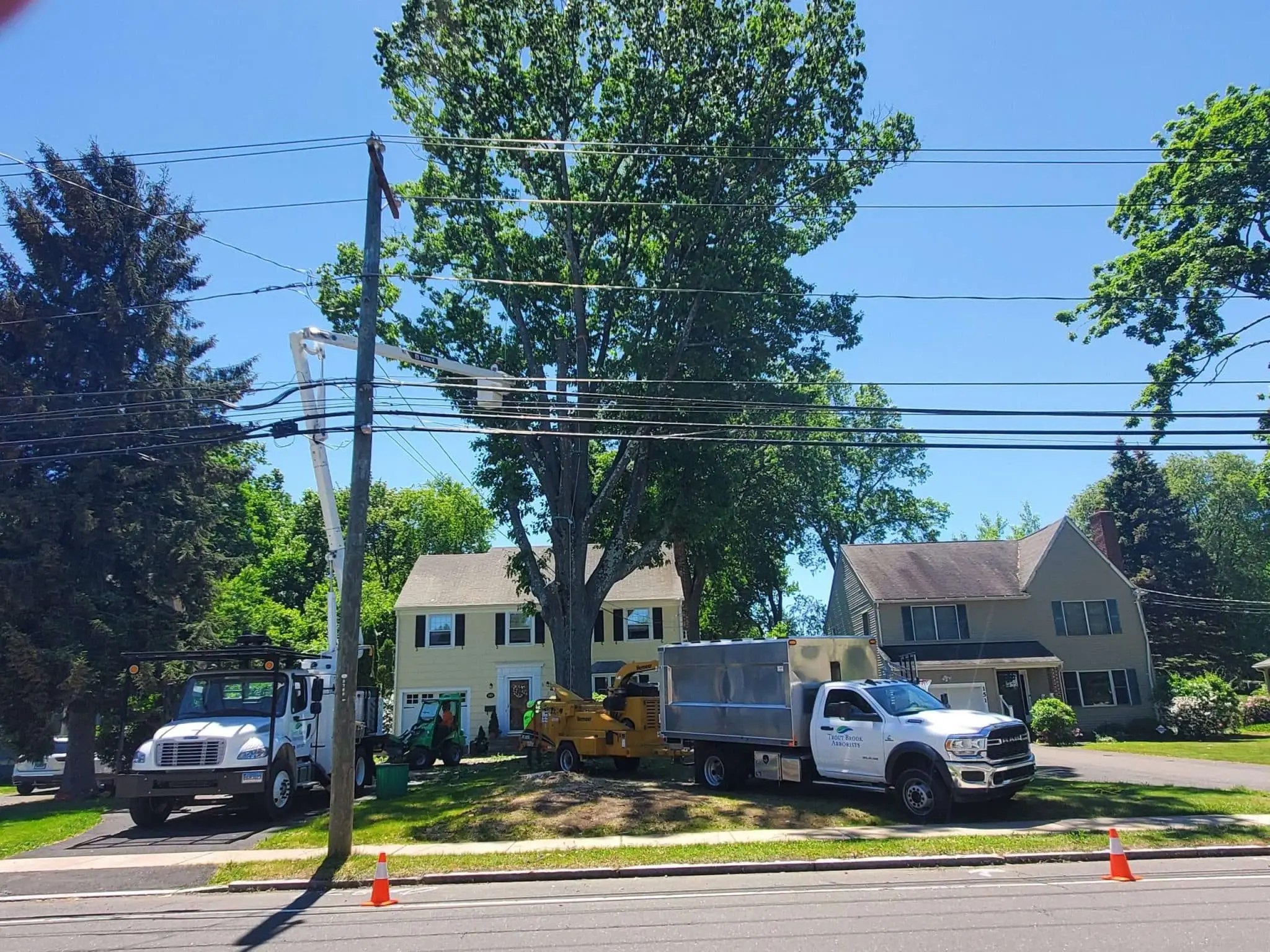 Tree work Gallery Trout Brook Arborists