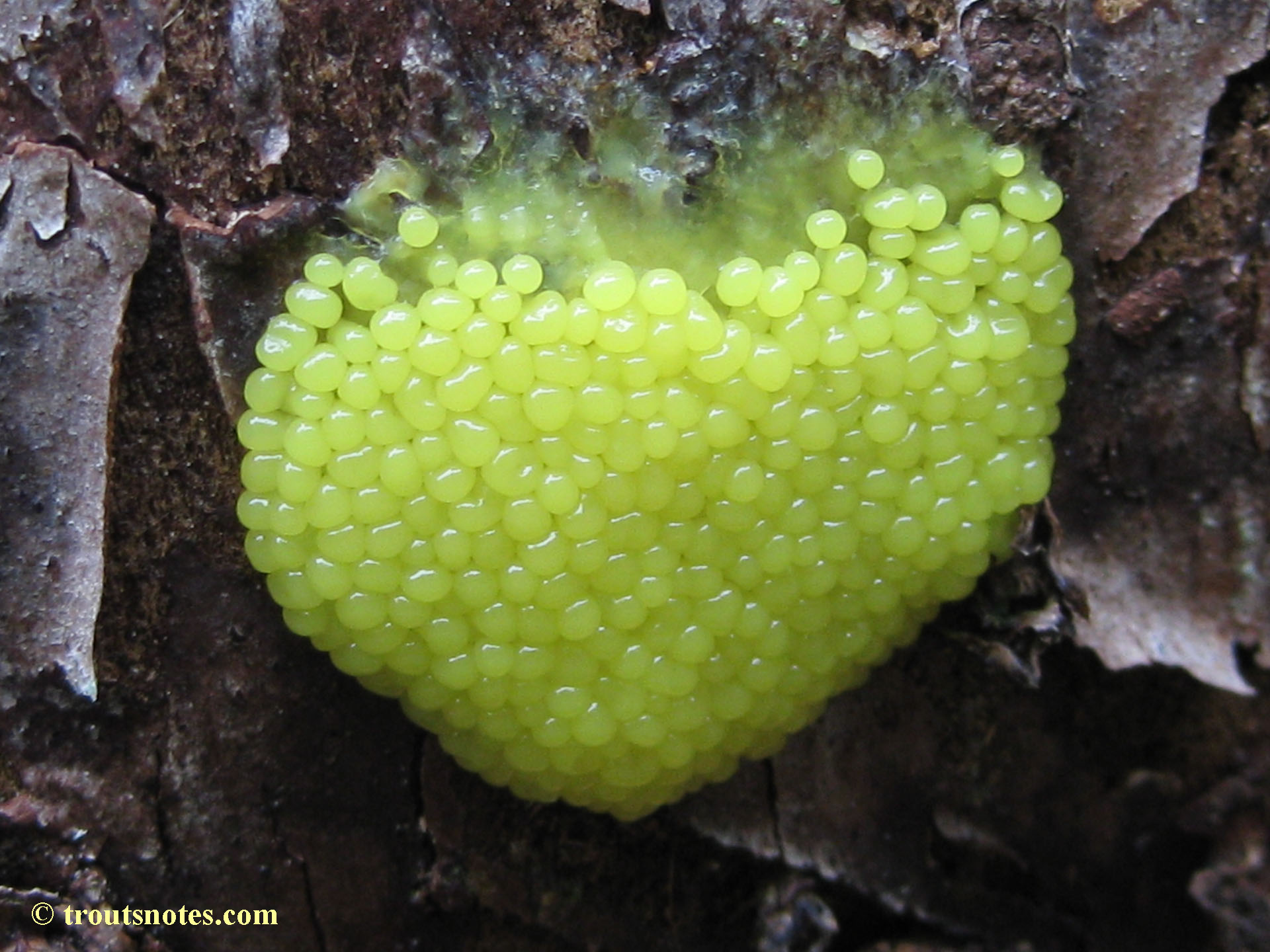 slime molds Trout's Notes