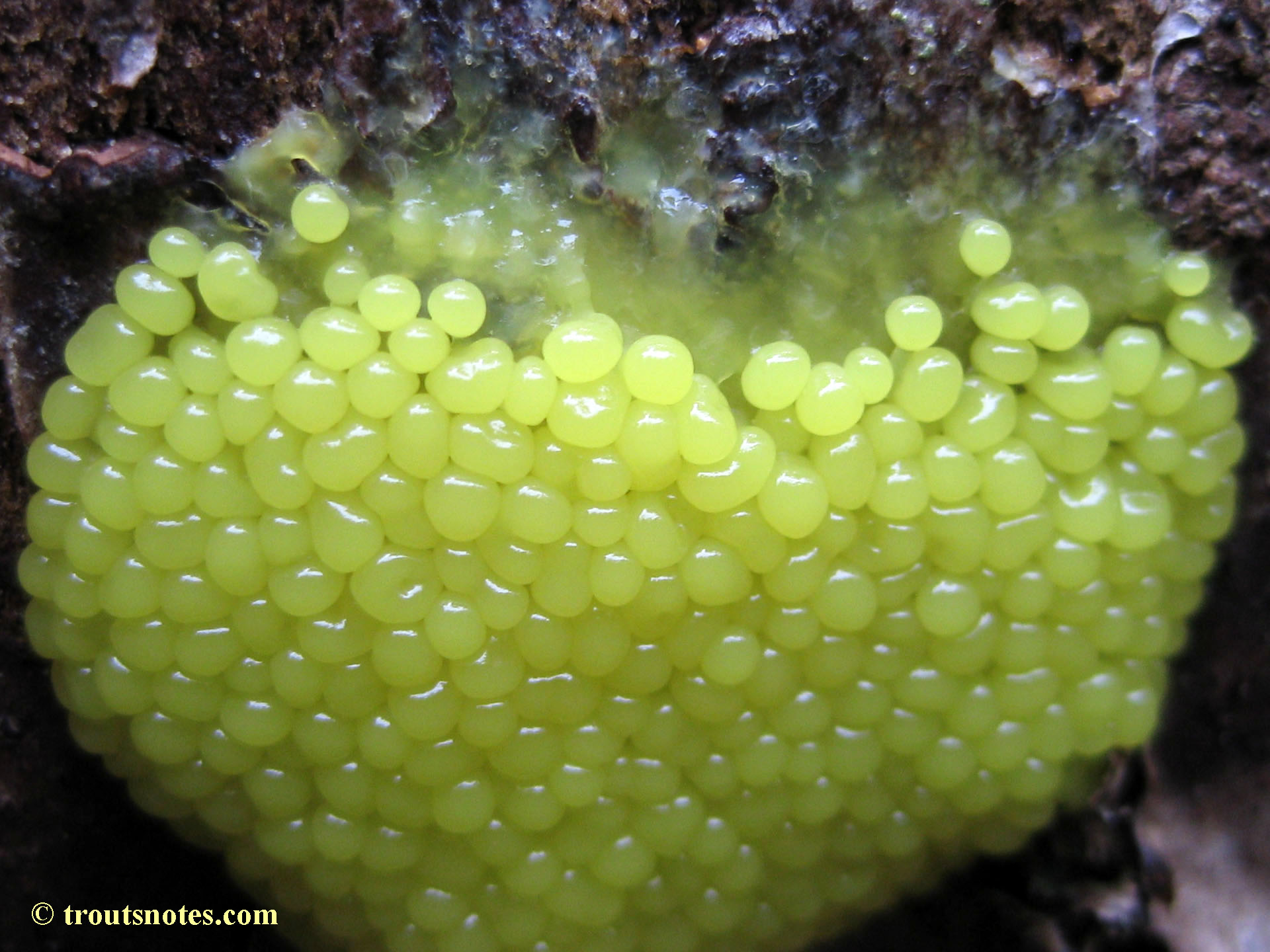 slimemolds Trout's Notes