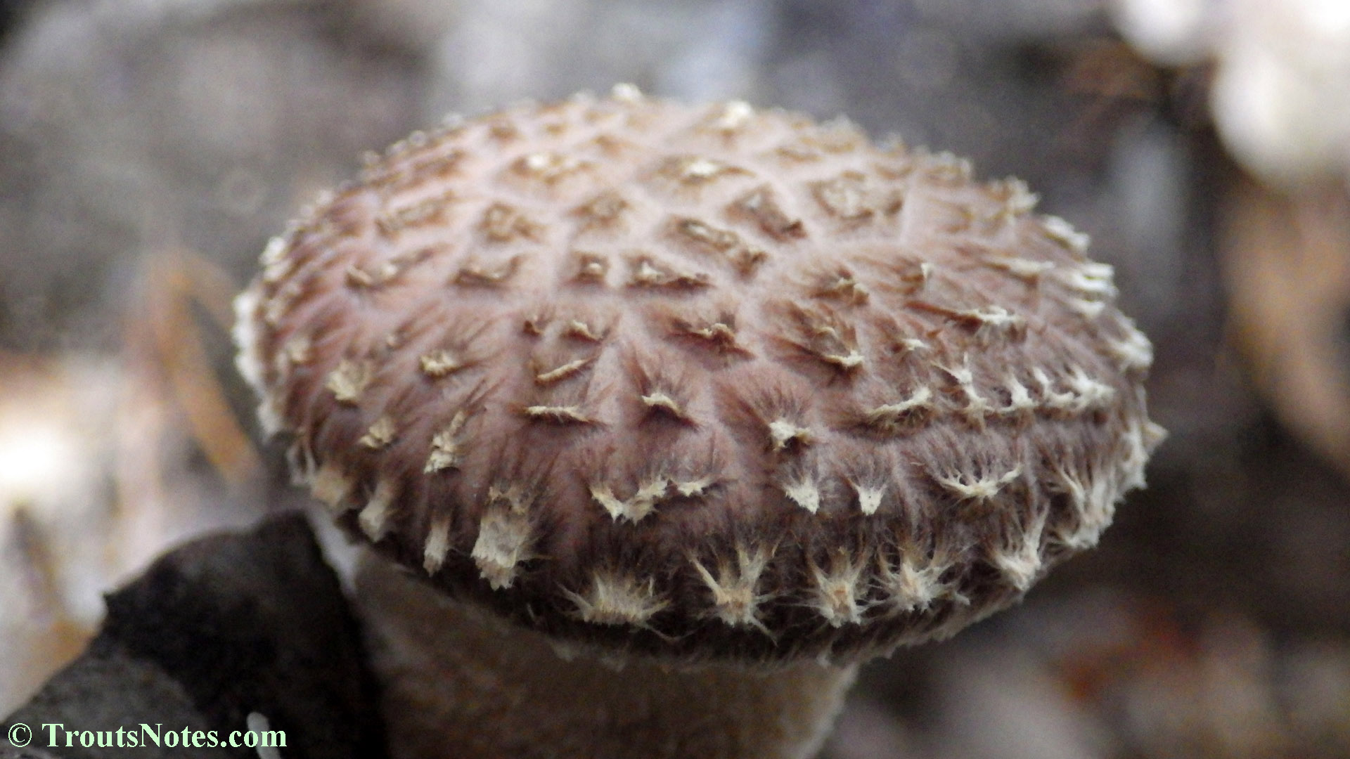 Flagellate dermatitis from shiitakes Trout's Notes