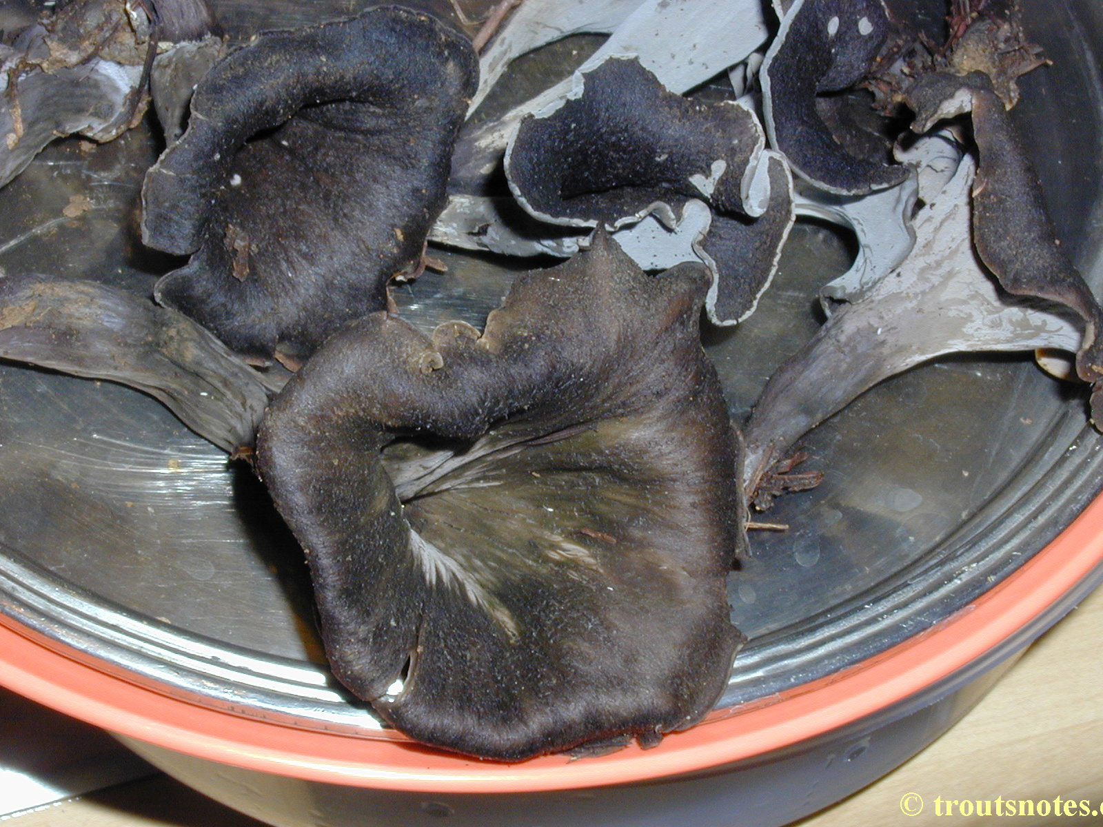 black chanterelle Trout's Notes