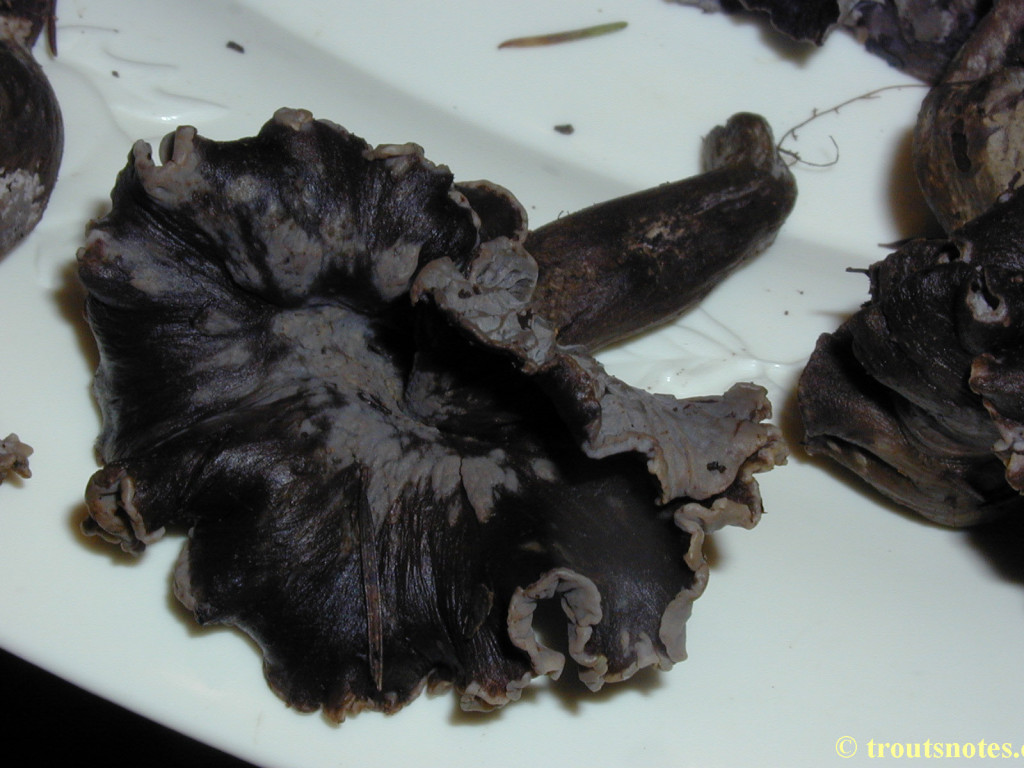 black chanterelle Trout's Notes