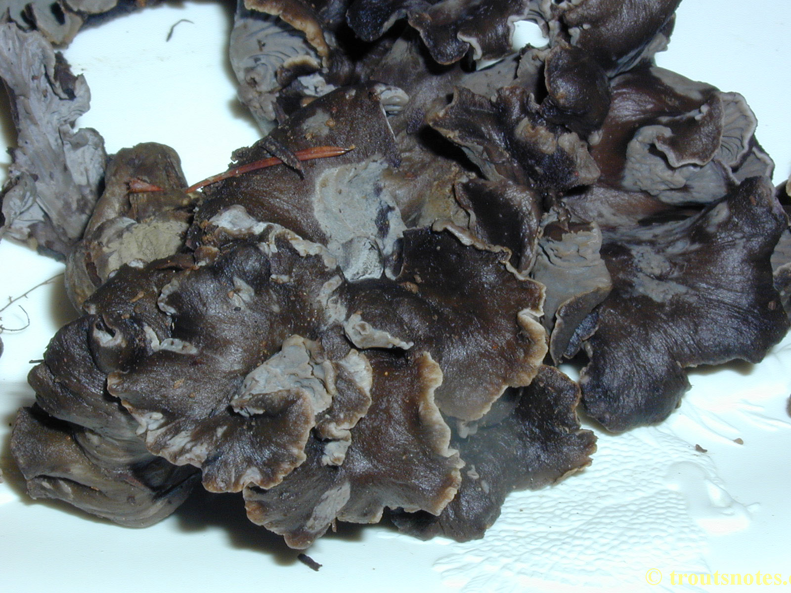 black chanterelle Trout's Notes