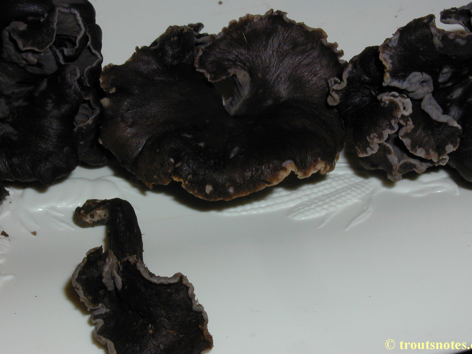 black chanterelle Trout's Notes