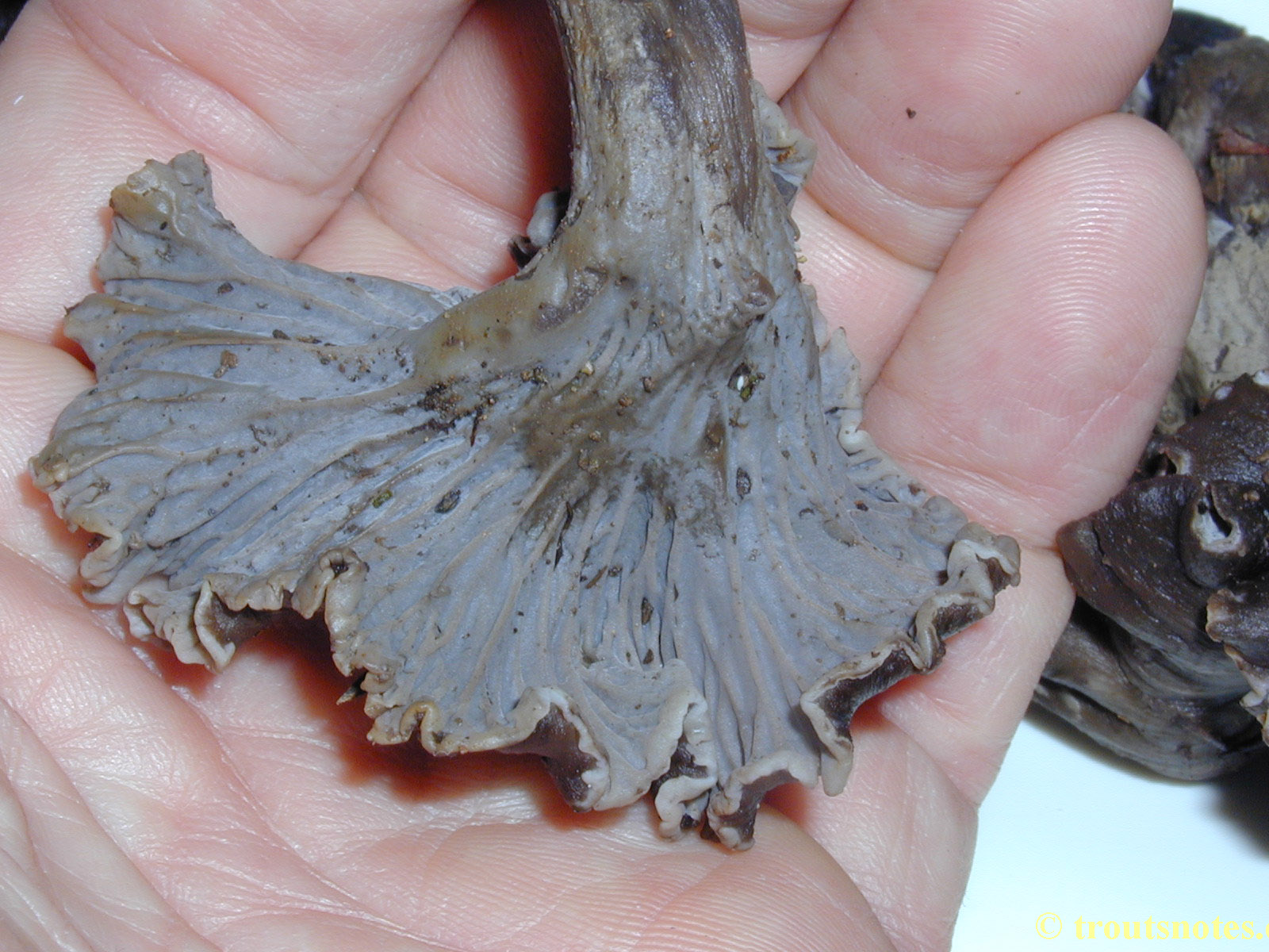 black chanterelle Trout's Notes
