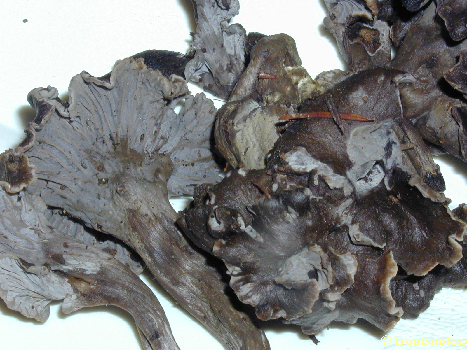 black chanterelle Trout's Notes