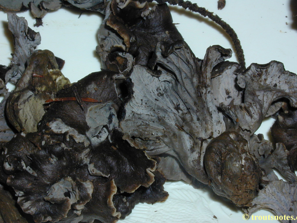 black chanterelle Trout's Notes