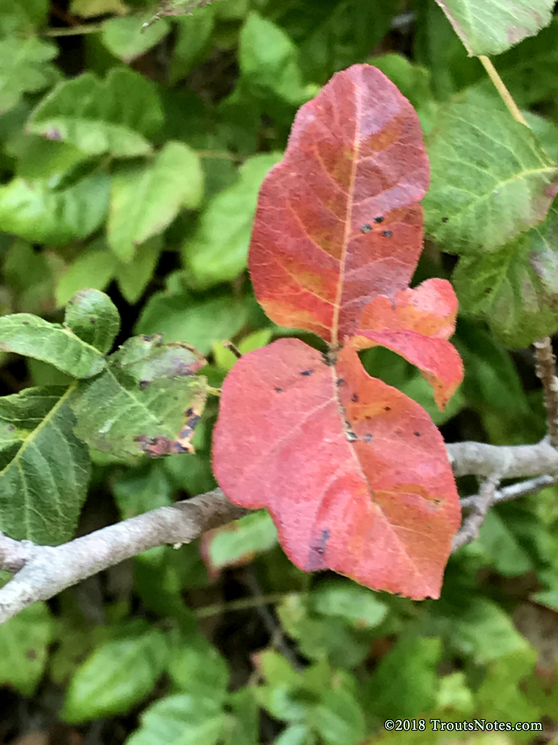 poisonoakIMG_9237 Trout's Notes